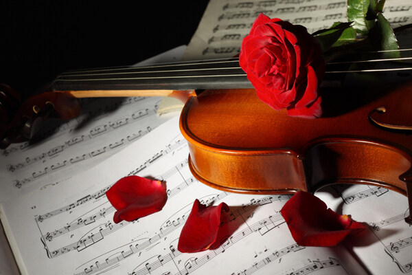 小提琴上的红玫瑰图片