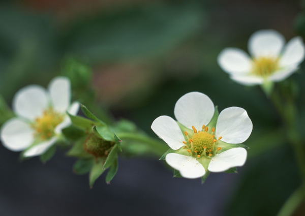 白色小花特写