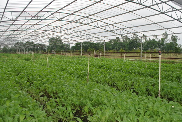 大棚蔬菜种植基地图片