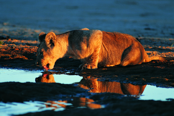喝水的狮子图片