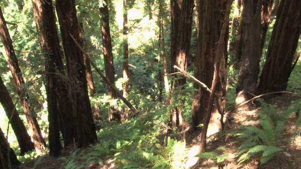 阳光明媚的红木森林自旋股票视频视频免费下载