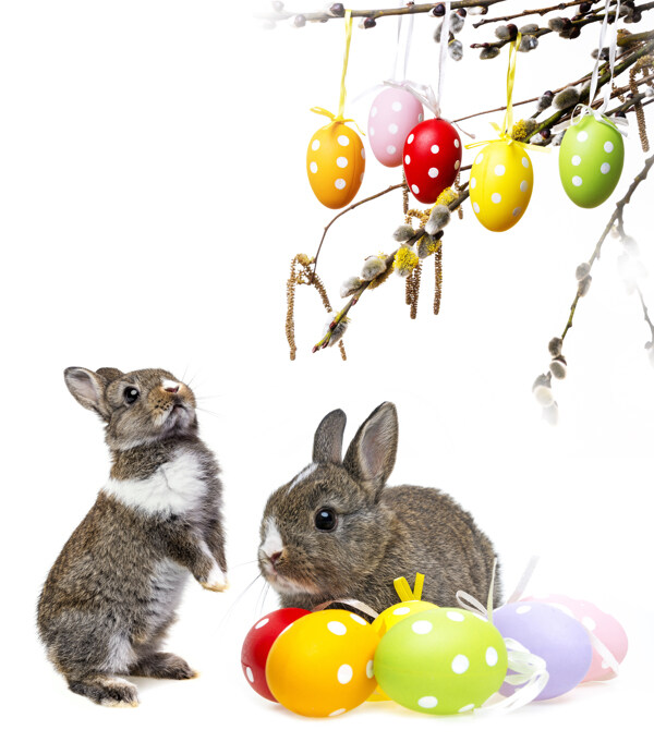 可爱兔子与树枝上的彩蛋图片