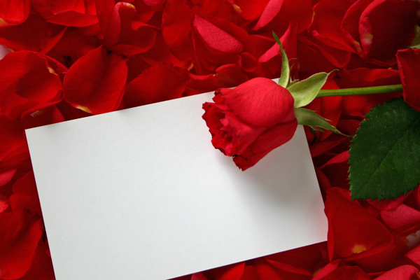 玫瑰花和信纸