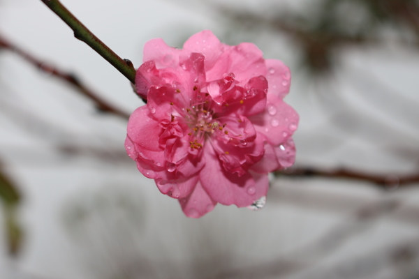 雨中的桃花图片