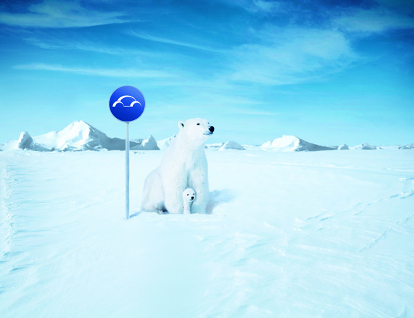 冰天雪地北极熊图片