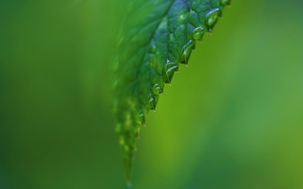 绿色叶子上的水滴图片