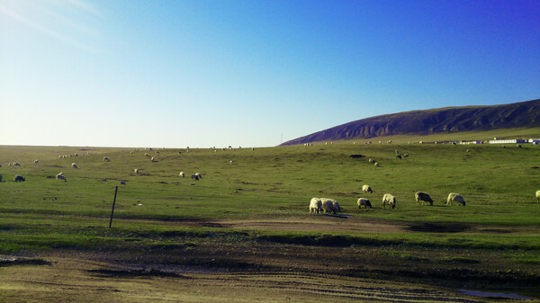 青海湖羊群草原图片