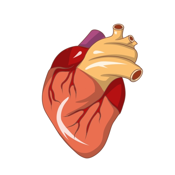 手绘人体器官心脏插画