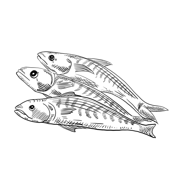 海鲜鱼手绘卡通黑白简笔画
