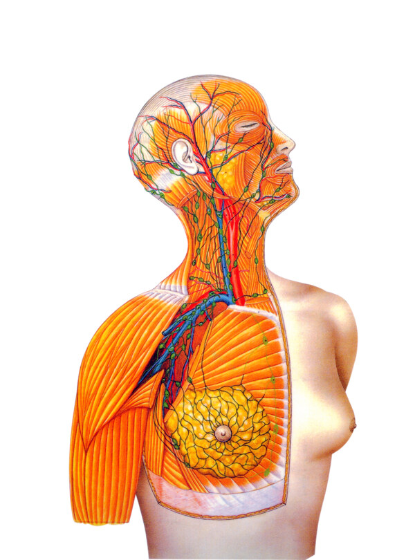 人体淋巴系统图