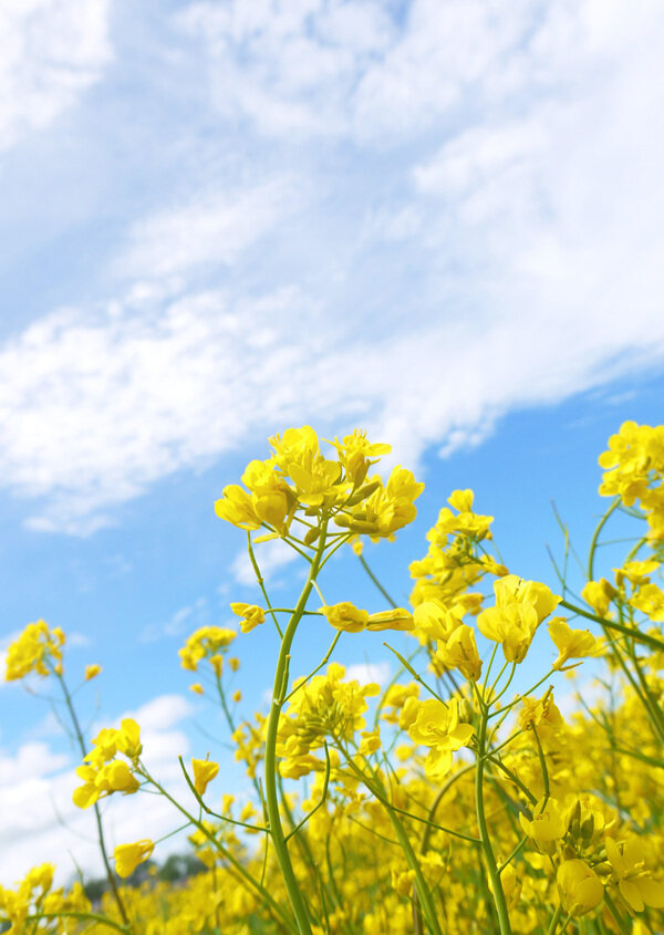 油菜花