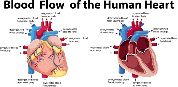 人类心脏研究
