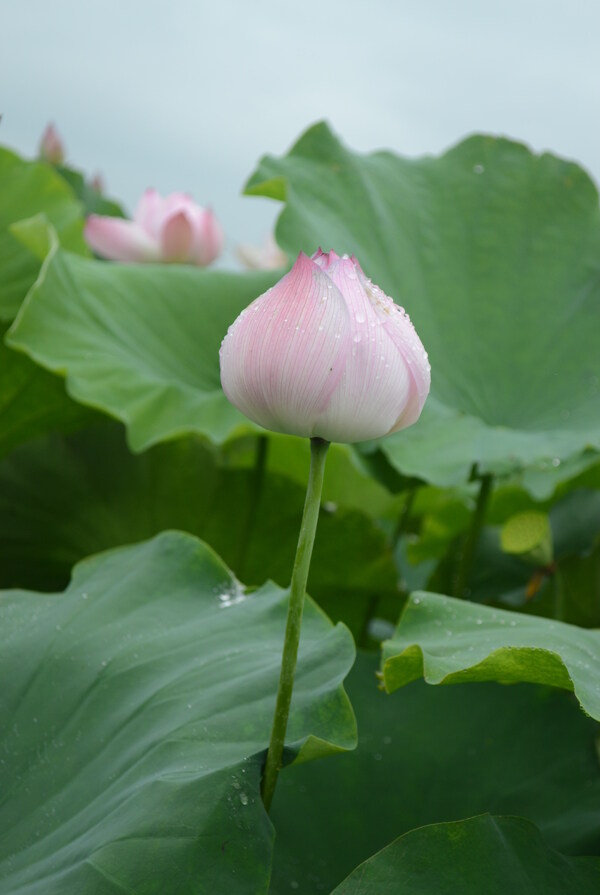 莲花仙子图片