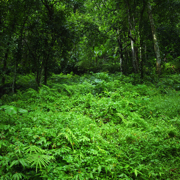 绿色森林景色图片