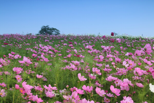 波斯菊