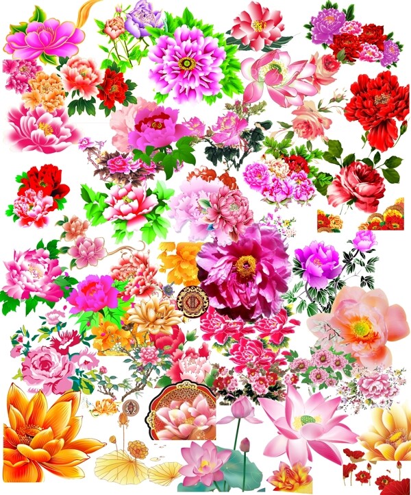 牡丹花花朵素材图片