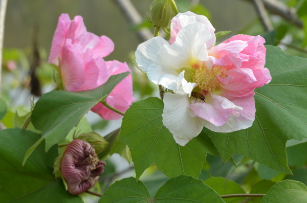 芙蓉花图片