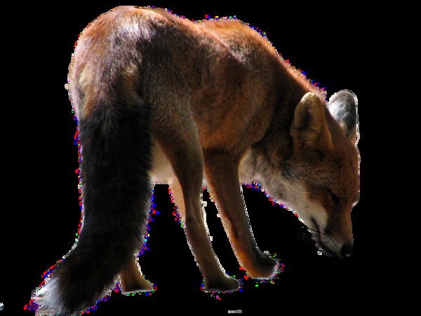 站着的狐狸免抠png透明图层素材