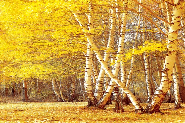 秋天树林风景写生图片