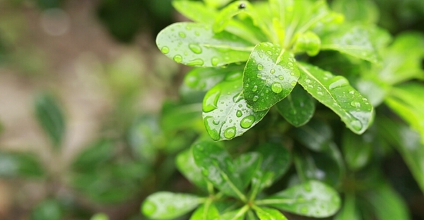 下雨天