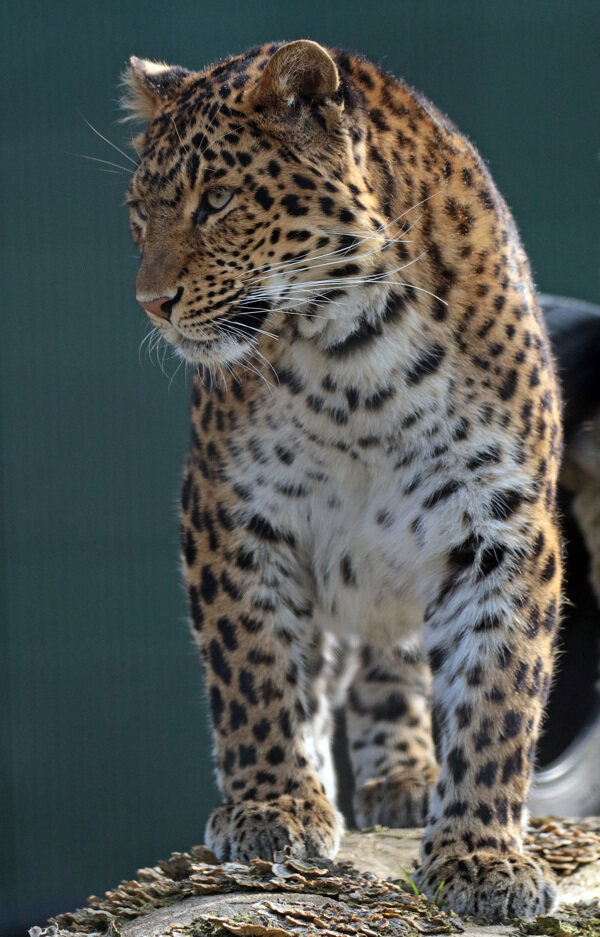 豹子豹猎豹野生豹子野生