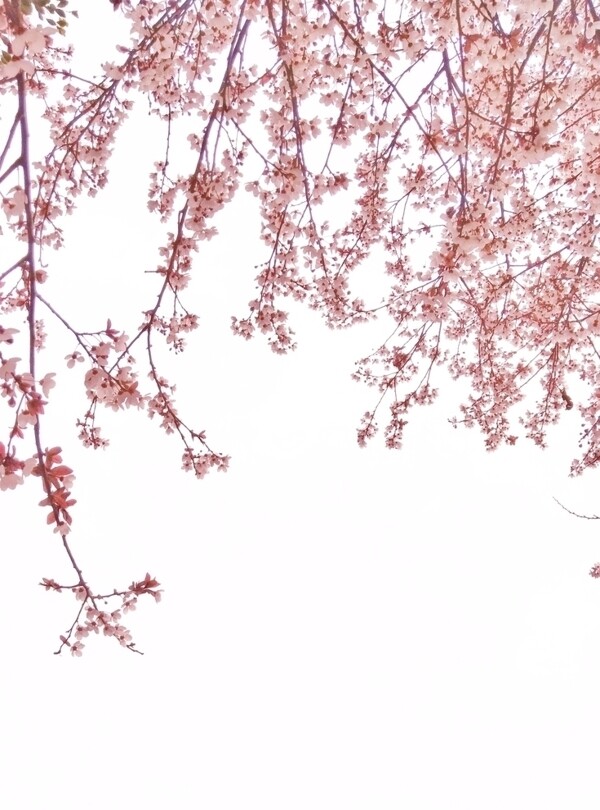 紫叶李叶子春天树叶粉色