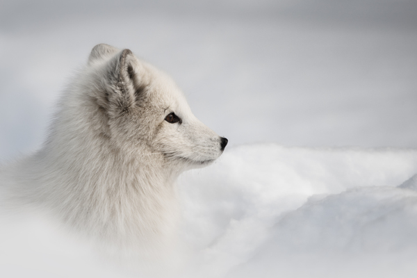 雪地里的白狐图片