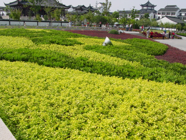 园林植物草坪