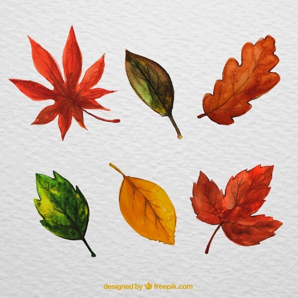 水彩绘叶子设计图片