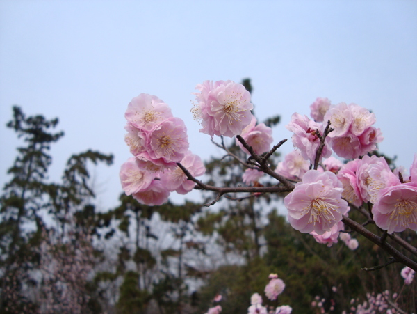 桃花图片