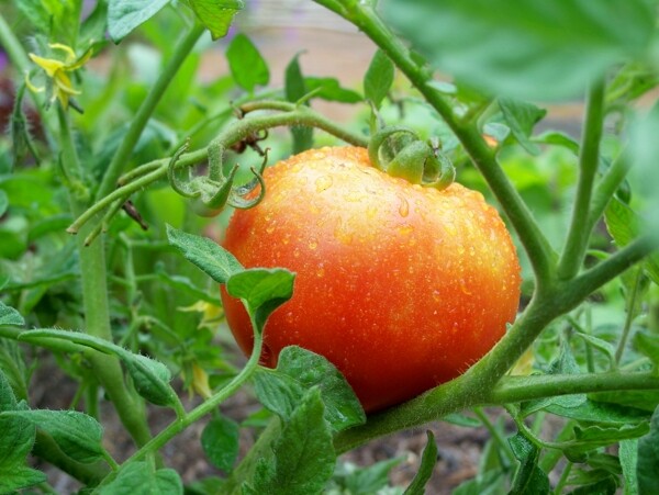 园中的西红柿图片