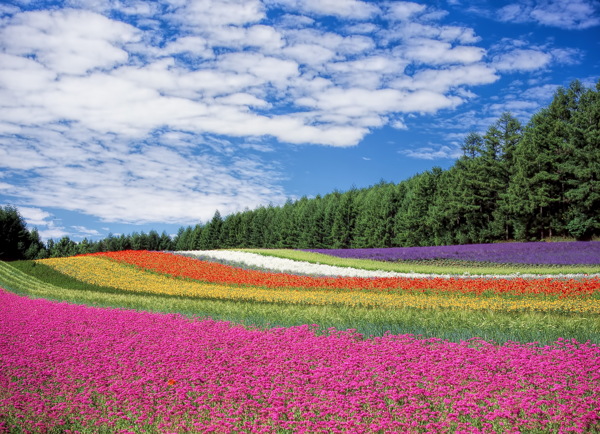 北海道花海