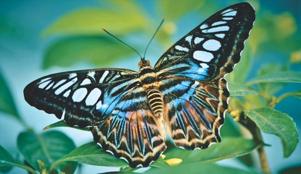 热带蝴蝶昆虫动物世界8k