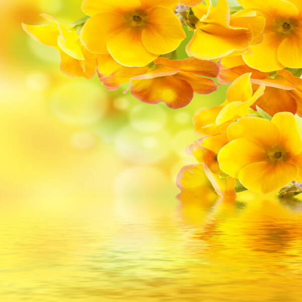 唯美黄色花卉水中倒影