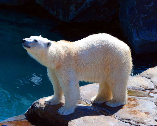 北极熊白熊