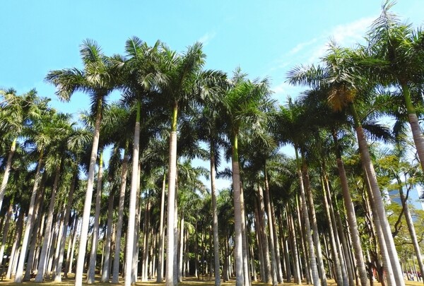 椰树椰林