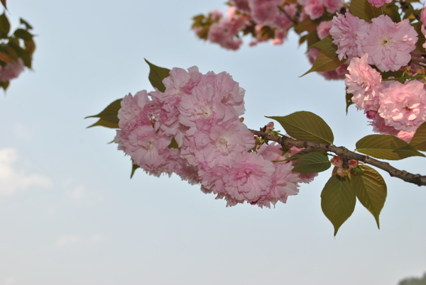 樱花图片