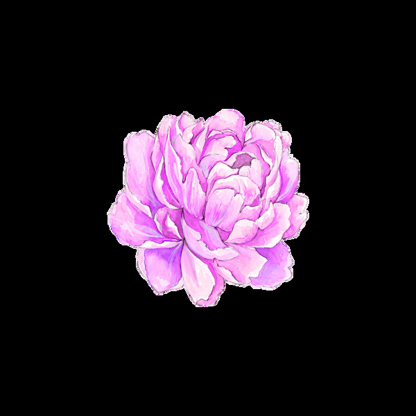 绽放紫色花卉卡通透明素材