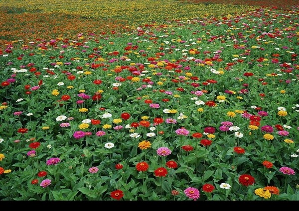 花卉基地图片