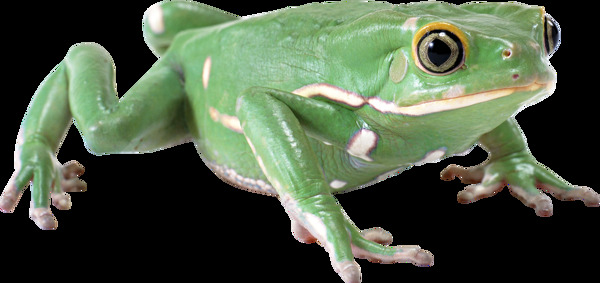绿色可爱青蛙免抠png透明图层素材