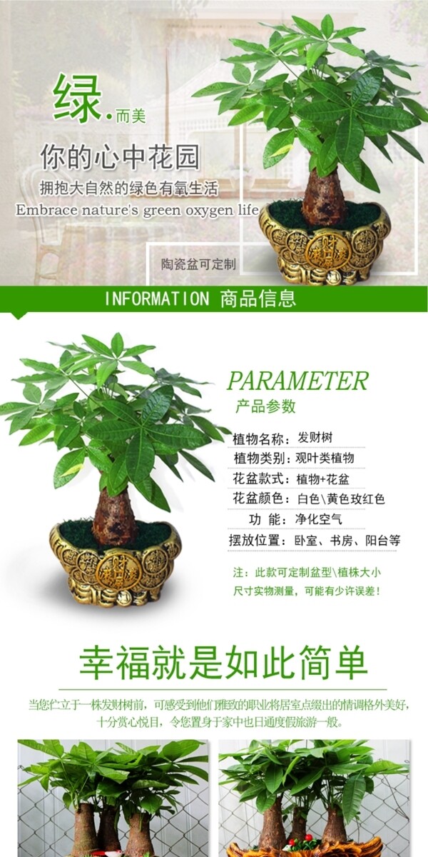 绿植发财树