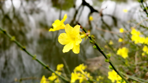 迎春花