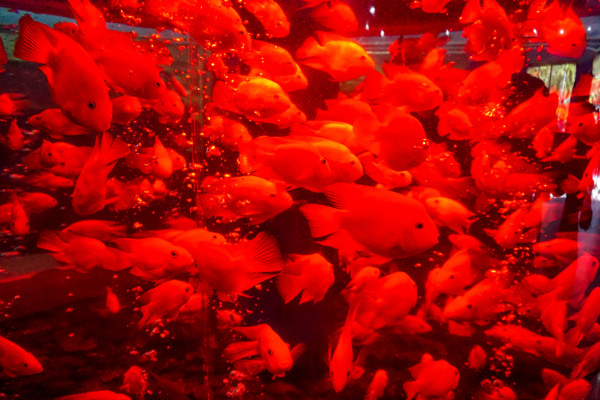 水族箱里面一群红色鱼
