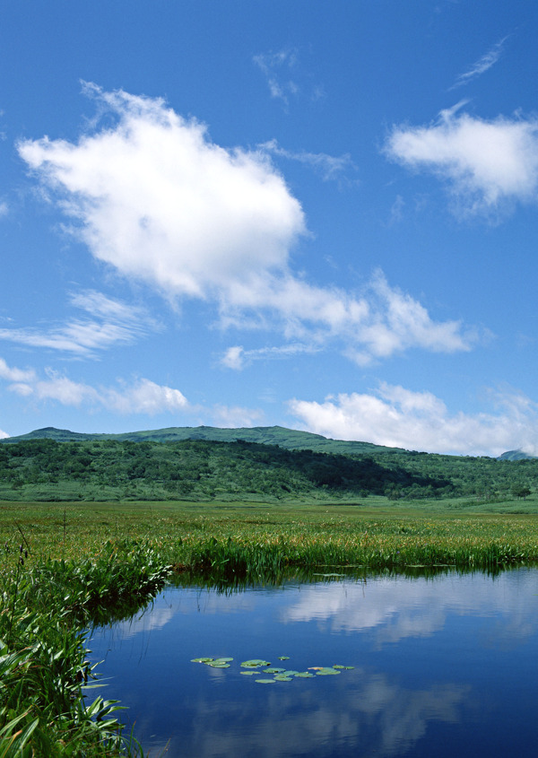 美丽湿地风景图片