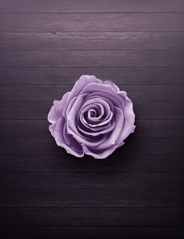 木板上的紫色玫瑰花