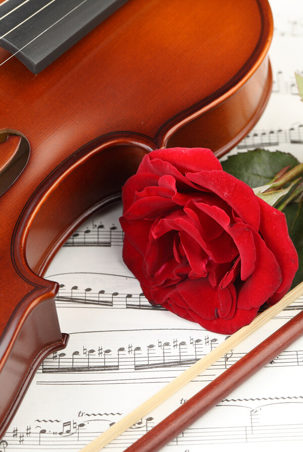 小提琴五线谱与玫瑰花图片