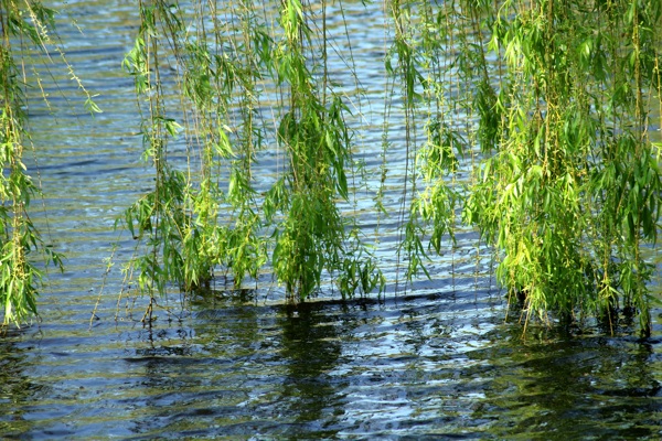 柳树图片绿色植物图片湖水