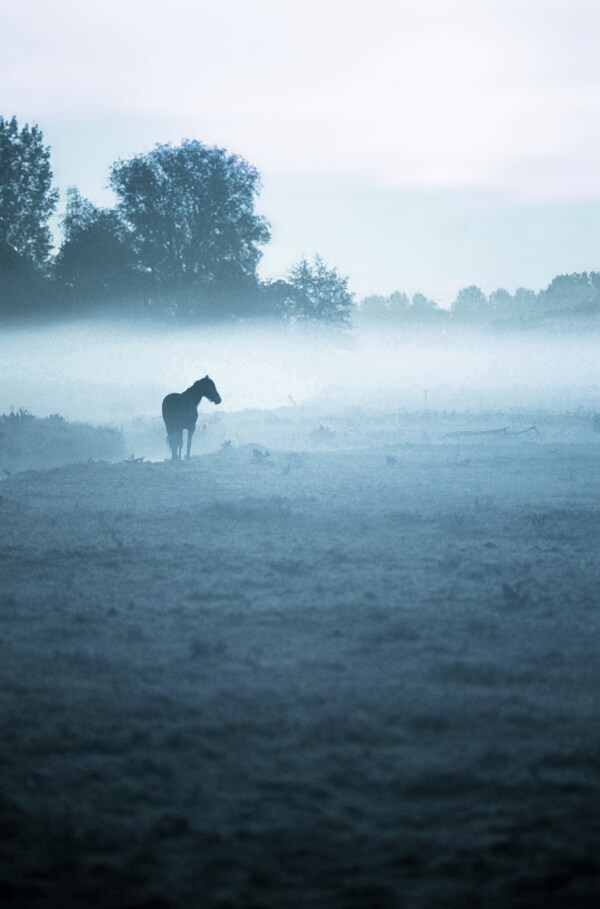 迷失在雾中的马匹影楼摄影背景图片