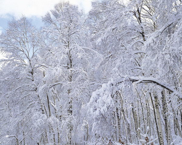 素裹的雪林