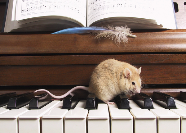 在琴键上爬行的老鼠